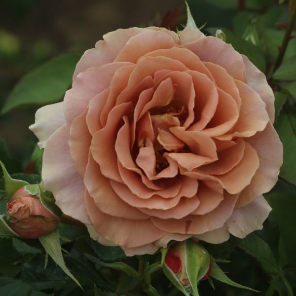 Mocha-Rosa UK Potted Rose - Image 2