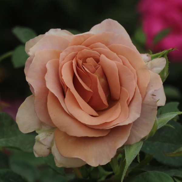 Mocha-Rosa UK Potted Rose - Image 4