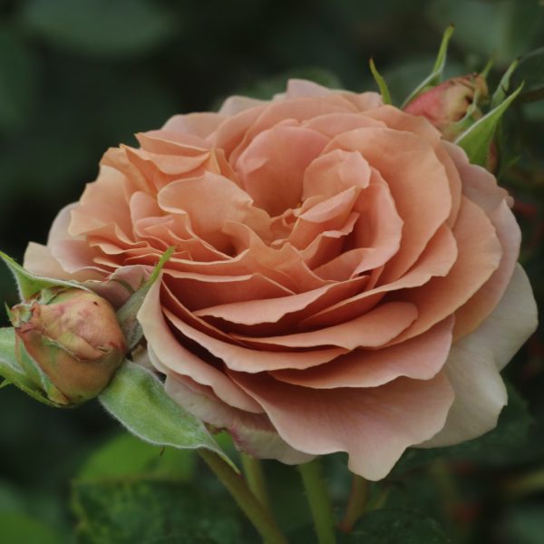 Mocha-Rosa UK Potted Rose - Image 5