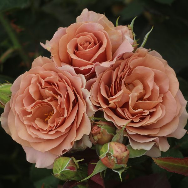 Mocha-Rosa UK Potted Rose - Image 3