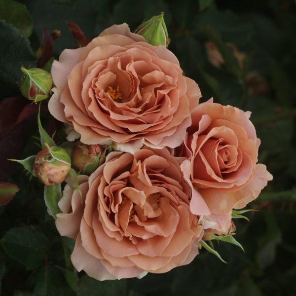 Mocha-Rosa UK Potted Rose - Image 6