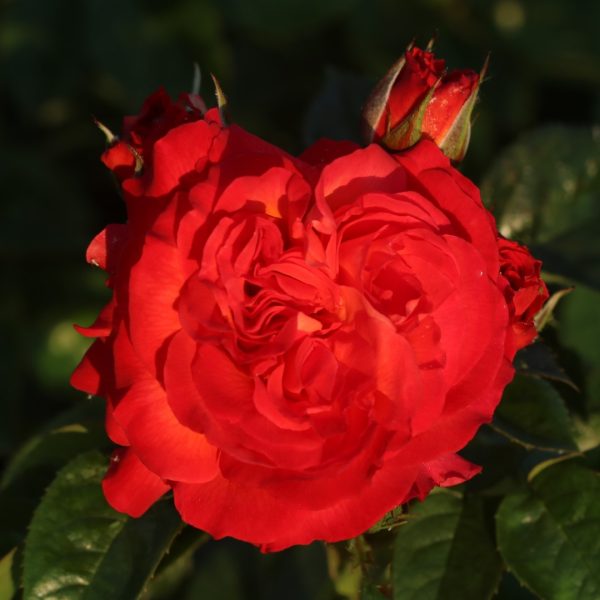 Volcano UK Potted Rose - Image 8