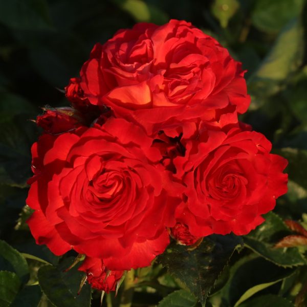 Volcano UK Potted Rose - Image 9