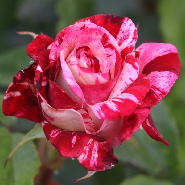 Abracadabra UK Potted Rose