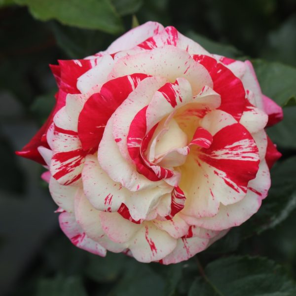 Abracadabra UK Potted Rose - Image 4