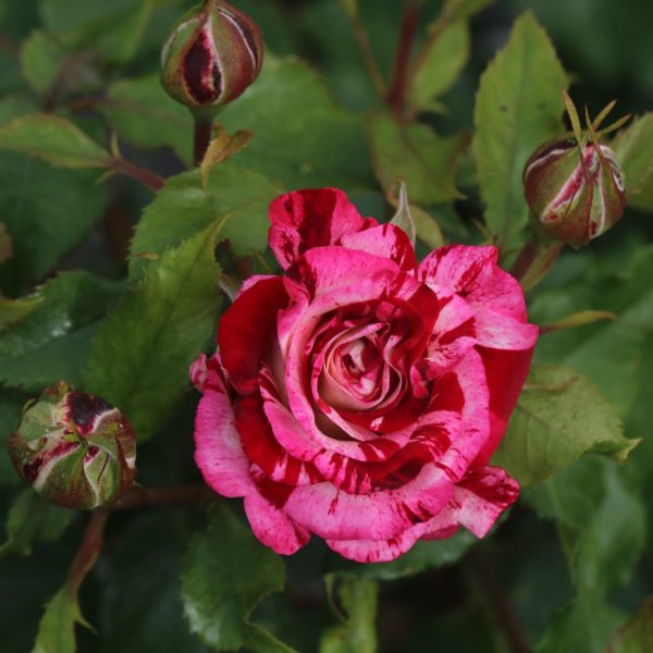 Abracadabra UK Potted Rose - Image 9