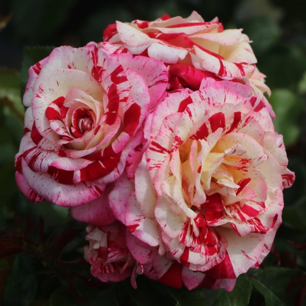 Abracadabra UK Potted Rose - Image 5