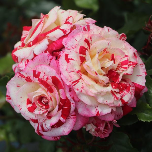 Abracadabra UK Potted Rose - Image 10