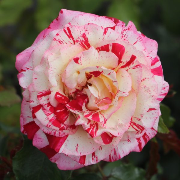 Abracadabra UK Potted Rose - Image 2