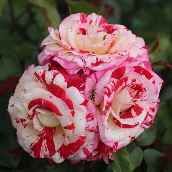 Abracadabra UK Potted Rose - Image 6