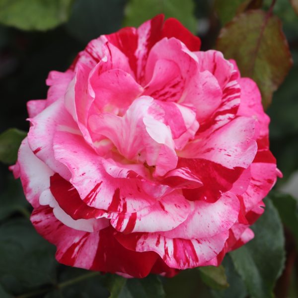 Abracadabra UK Potted Rose - Image 7