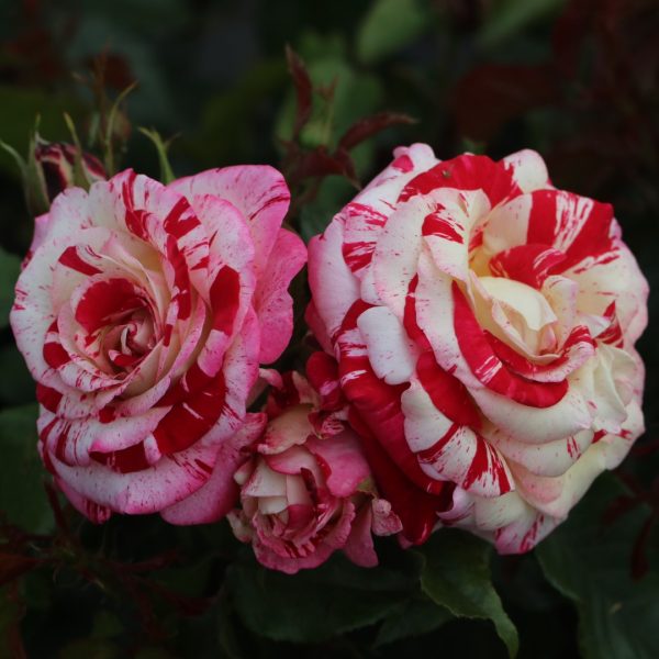 Abracadabra UK Potted Rose - Image 8