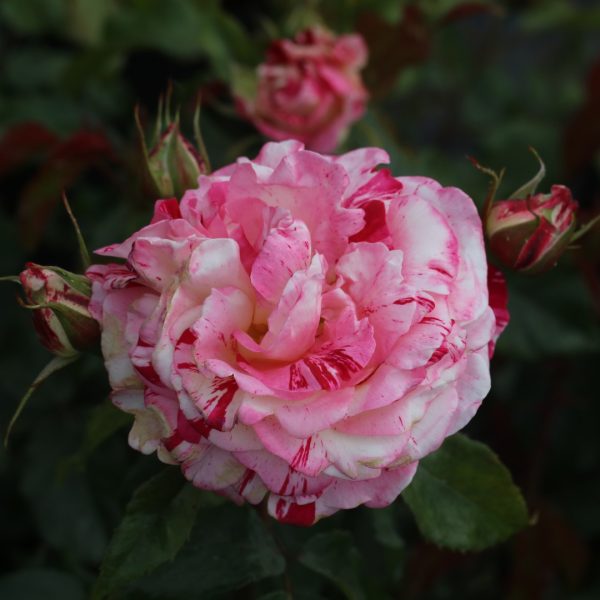 Abracadabra UK Potted Rose - Image 3