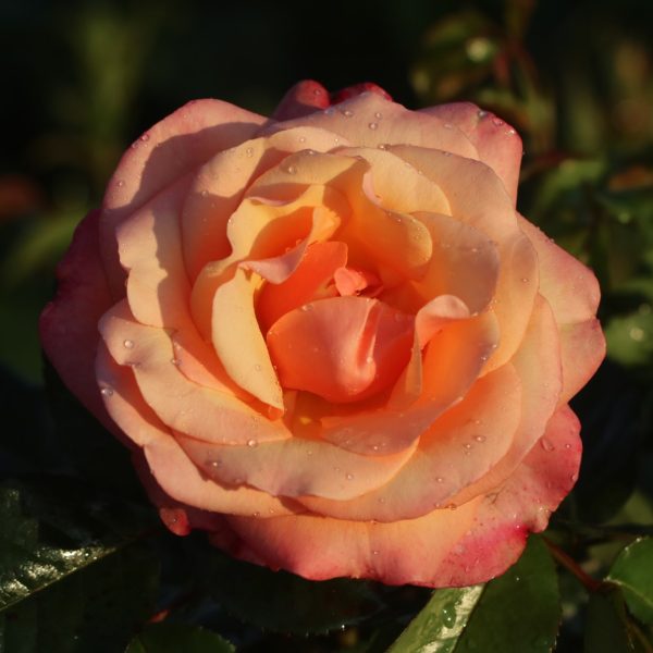 Magic Harlequin UK Potted Rose - Image 3