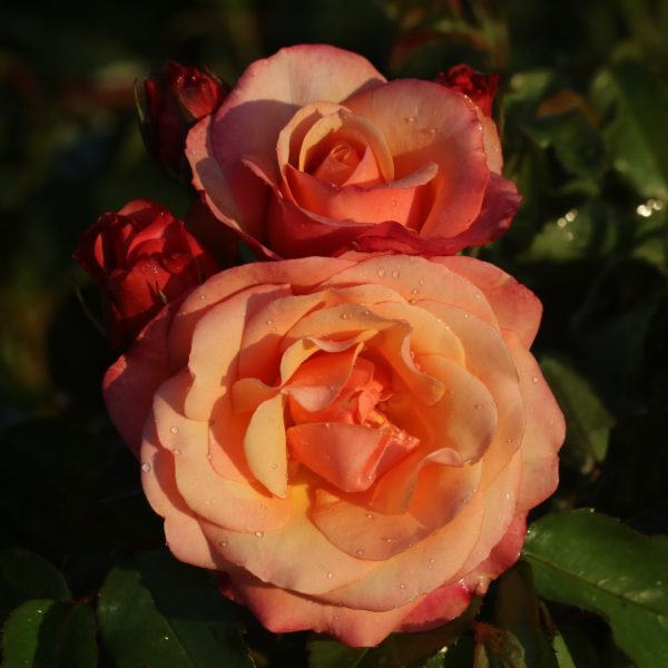 Magic Harlequin UK Potted Rose - Image 6