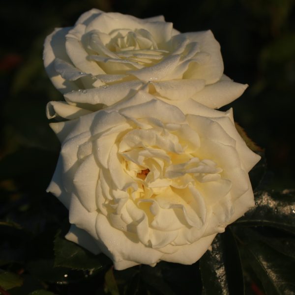 Polar Star UK Potted Rose - Image 2