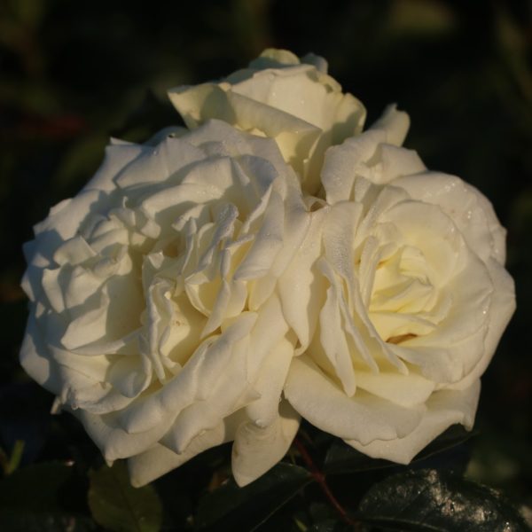 Polar Star UK Potted Rose - Image 3