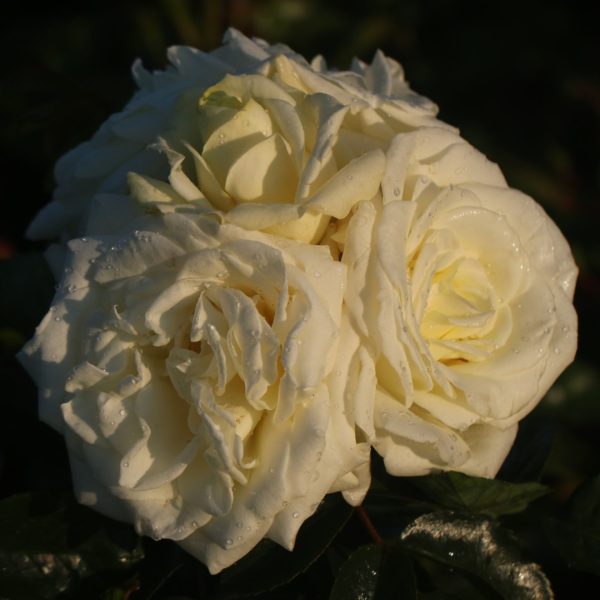 Polar Star UK Potted Rose - Image 6