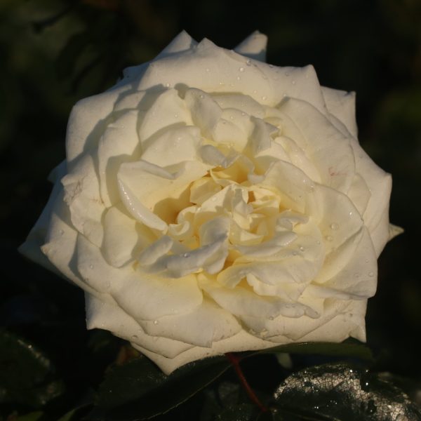 Polar Star UK Potted Rose - Image 8