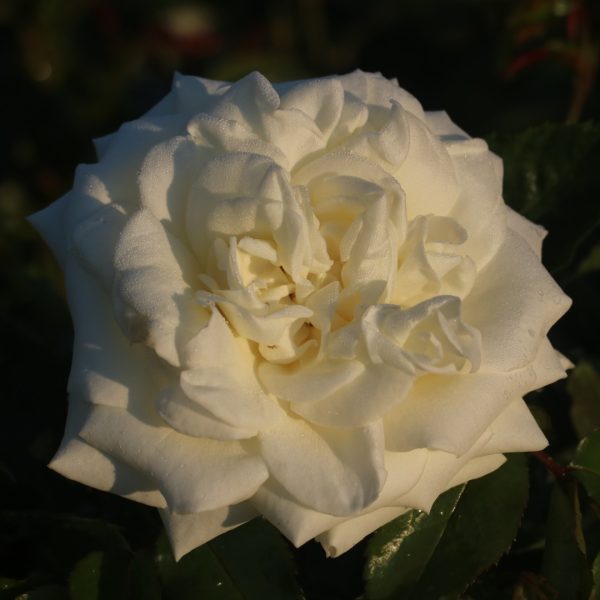 Polar Star UK Potted Rose - Image 4