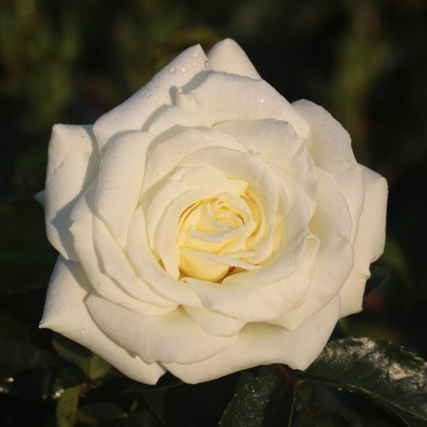 Polar Star UK Potted Rose - Image 7