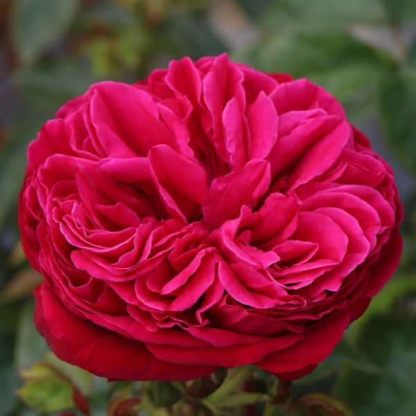 Proper Job UK Potted Rose - Image 3