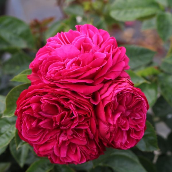 Proper Job UK Potted Rose - Image 4