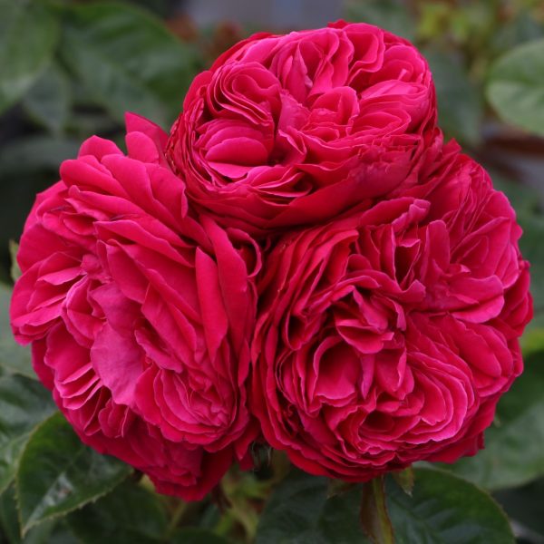 Proper Job UK Potted Rose - Image 2