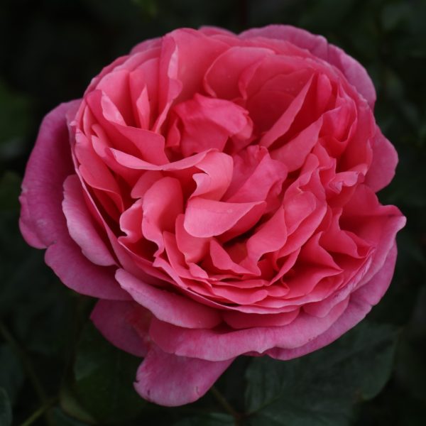 The Anniversary Rose UK Potted Rose - Image 7