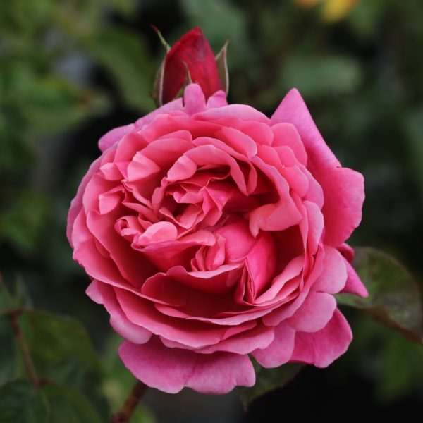 The Anniversary Rose UK Potted Rose - Image 8