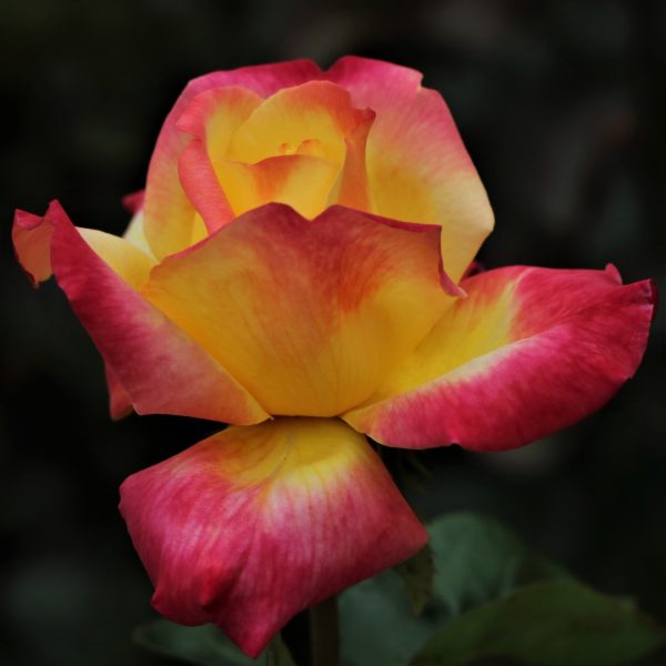 Love and Peace UK Potted Rose - Image 2