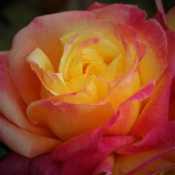 Love and Peace UK Potted Rose - Image 8