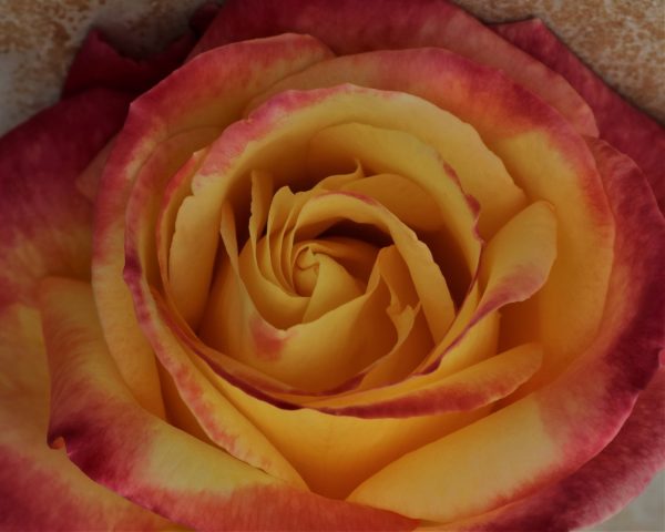 Love and Peace UK Potted Rose - Image 3