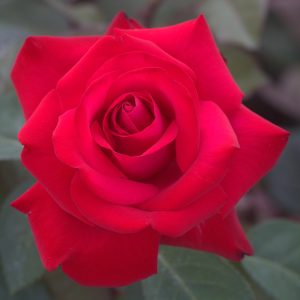 My Valentine UK Potted Rose