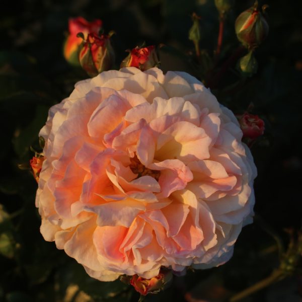 Designer Sunset UK Potted Rose - Image 2