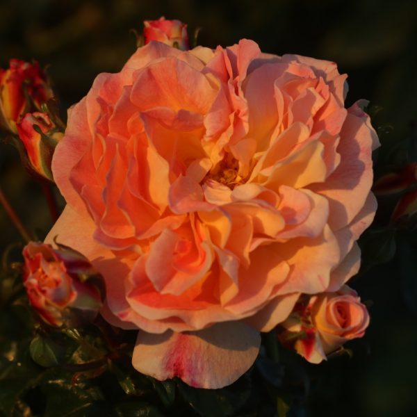 Designer Sunset UK Potted Rose - Image 3