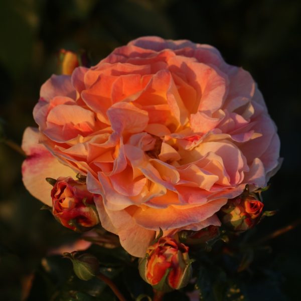 Designer Sunset UK Potted Rose - Image 4