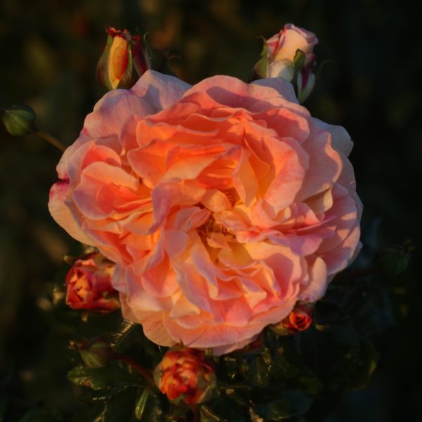 Designer Sunset UK Potted Rose - Image 5