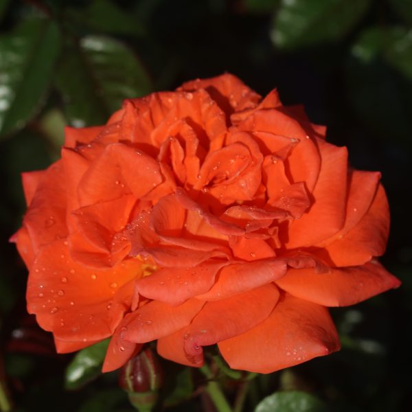 Danny Boy UK Potted Rose - Image 6