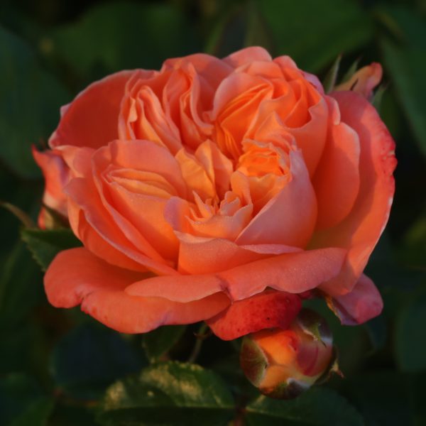 Danny Boy UK Potted Rose - Image 7