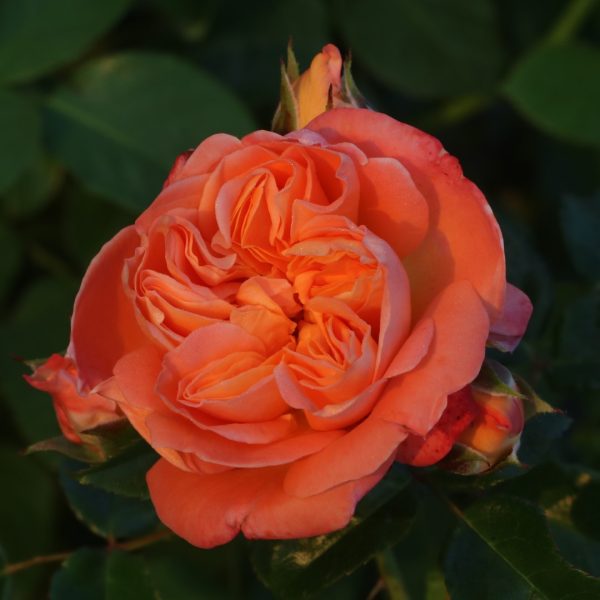 Danny Boy UK Potted Rose - Image 9