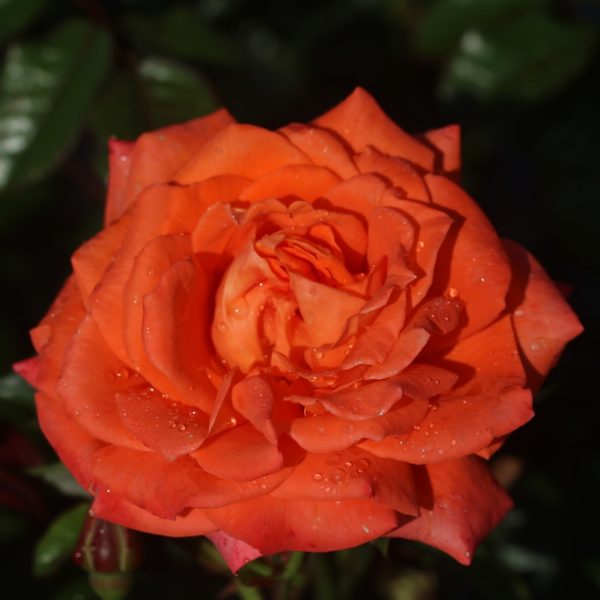 Danny Boy UK Potted Rose - Image 8