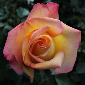 Peace UK Potted Rose