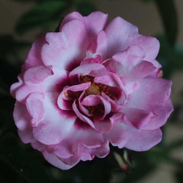 Angel Eyes UK Potted Rose