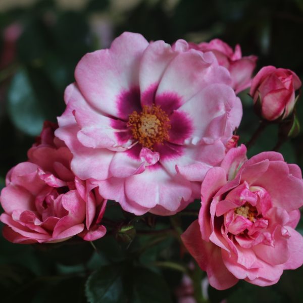 Angel Eyes UK Potted Rose - Image 8