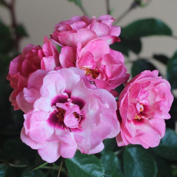 Angel Eyes UK Potted Rose - Image 9