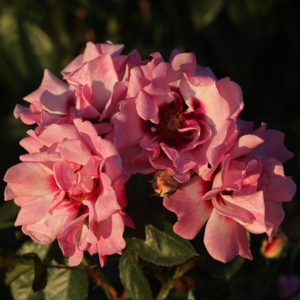 Angel Eyes UK Potted Rose - Image 3