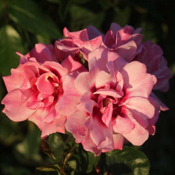 Angel Eyes UK Potted Rose - Image 2