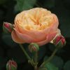 Eveline Wild UK Potted Rose - Image 5