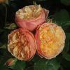Eveline Wild UK Potted Rose - Image 3